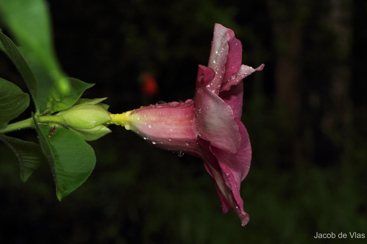 Allamanda blanchetii A.DC.